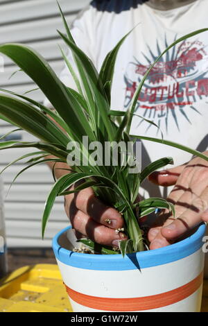 La piantagione Chlorophytum comosum variegatum o noto anche come spider pianta in un vaso Foto Stock