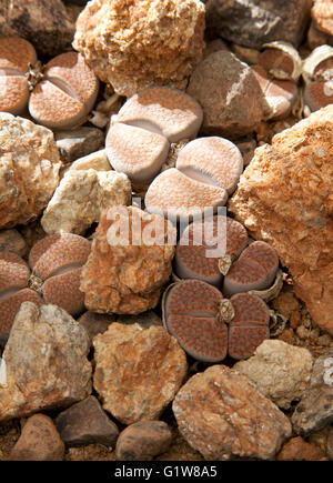 Lithops Fulviceps Foto Stock