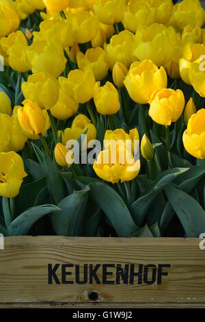 Tulipani gialli in una cassa di Keukenhof Foto Stock