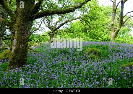 Bluebell passeggiata attraverso Coed Ty Canol Woods boschi antichi di querce gallesi Newport Pembrokeshire Galles cymru Regno Unito Foto Stock