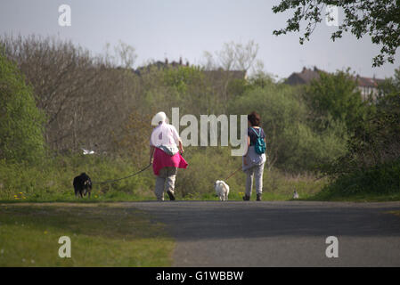Donna cani a piedi sulla strada alzaia sul canale di Forth e Clyde, Glasgow, Scotland, Regno Unito. Foto Stock