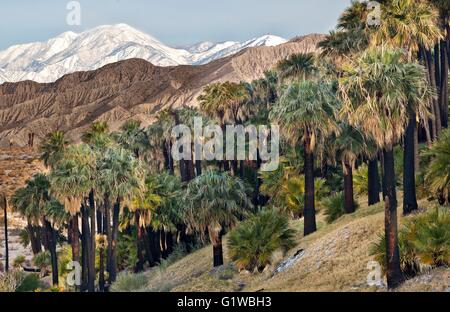 Un oasi di palme nella valle di Coachella preservare circondato da neve spolverata San Bernardino montagne e Indio sulle colline vicino a Palm Desert, California. Foto Stock