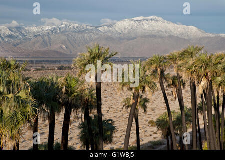 Un oasi di palme nella valle di Coachella preservare circondato da neve spolverata San Bernardino montagne e Indio sulle colline vicino a Palm Desert, California. Foto Stock