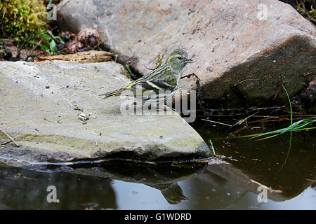 Femmina Lucherino. Carduelis spinus Foto Stock
