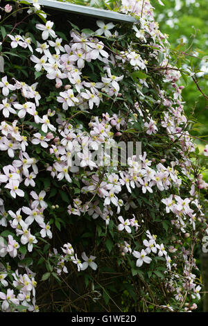 Ammassato in tarda primavera fiori della vigorosa hardy scalatore, Clematis montana var. rubens Foto Stock