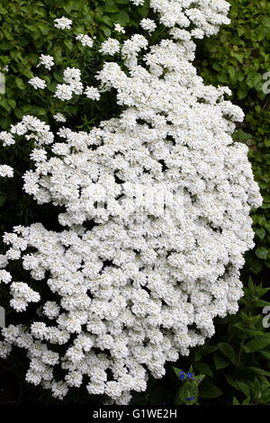 Cascata di fiore bianco capi della moquette candytuft, Iberis sempervirens Foto Stock