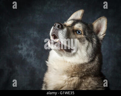 Una rara Siberian Husky maschio con blu elettrico occhi Foto Stock