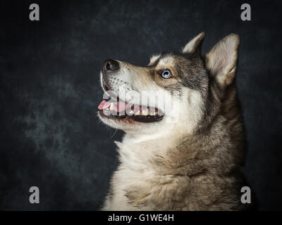 Una rara Siberian Husky maschio con blu elettrico occhi Foto Stock