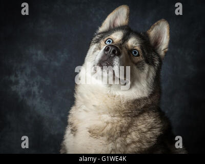 Una rara Siberian Husky maschio con blu elettrico occhi Foto Stock