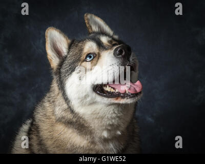 Una rara Siberian Husky maschio con blu elettrico occhi Foto Stock