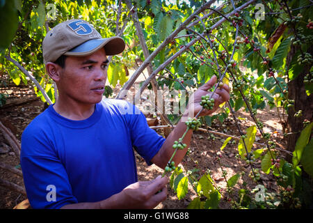 Coltivatore di caffè, il sig. Vieng, tendente al suo i chicchi di caffè nel Bolaven Plateau area del Laos. Foto Stock