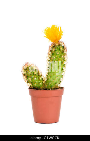 Un ladyfinger cactus con un fiore giallo in una pianta marrone pot, su sfondo bianco Foto Stock