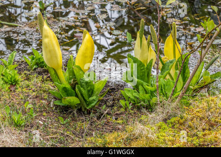 Lysichiton americanus o giallo Skunk cavolo nel giardino giungla su guarnire isola o Ilnaculin,Co. Cork, Irlanda. Foto Stock