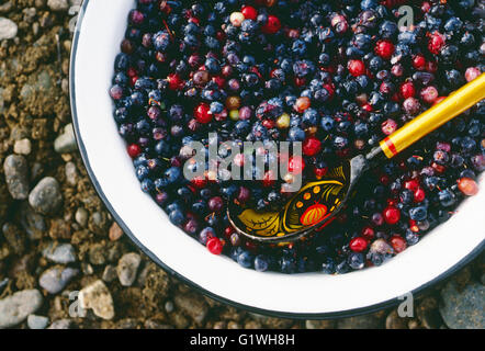 Ciotola di appena raccolte di mirtilli selvatici; Siberia; Magadan Regione; Federazione russa; ex URSS; Unione Sovietica Foto Stock