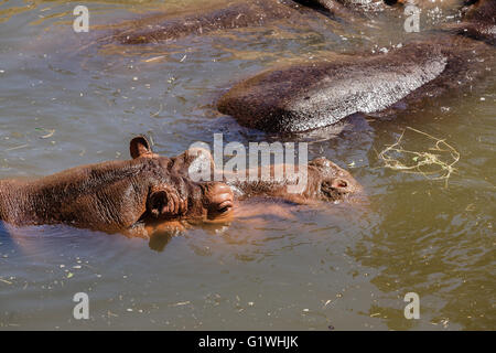 Il comune ippopotamo (Hippopotamus amphibius), o di Ippona, è un grande, prevalentemente di mammiferi erbivori nell Africa sub-sahariana, Foto Stock