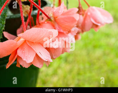 Begonia di color corallo tutti in goccioline dopo una pioggia. DOF poco profondo Foto Stock