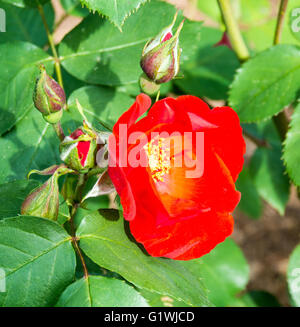 La sarabande Rose cresce a Woodland Park Rose Garden a Seattle, Washington Foto Stock