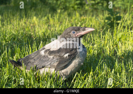 Giovani cornacchia mantellata. Corvus cornix, chiamato anche Hoodiecrow Foto Stock