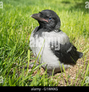 Giovani cornacchia mantellata. Corvus cornix, chiamato anche Hoodiecrow Foto Stock
