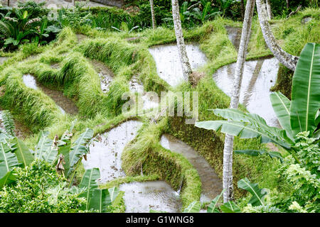 Terrazze di riso in Tegallalang. L a stelo lungo Bali padi (indigeni Bali riso) è cresciuto qui sulle ripide terrazze, Bali, Indonesia Foto Stock