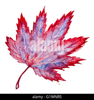 Acquerello rosso Maple Leaf Foto Stock