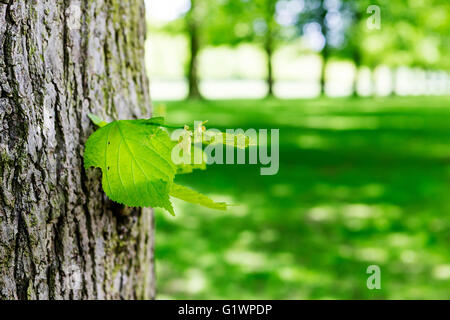 In prossimità di una foglia sul tronco di un albero in un viale di alberi di lime a Marbury country park, Comberbach, Northwich, Cheshire Foto Stock