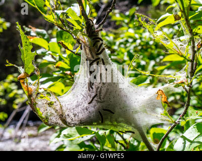 Macro di molti bruchi in ed intorno a tenda nest Foto Stock