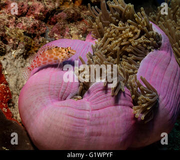 Threadfin macchiato o hawkfish posatoi sulla anemone. Foto Stock