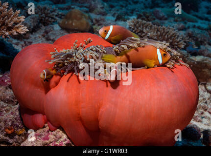 Un quintetto di Maldive anemonefish nel loro anemone host. Foto Stock