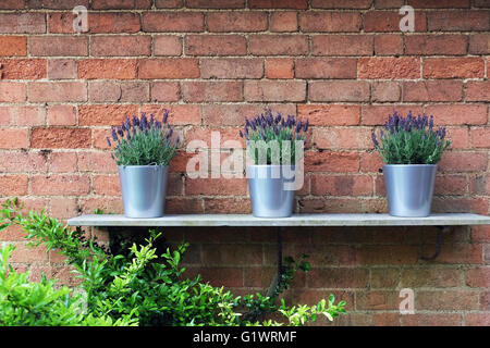 Tre francesi piante di lavanda in una fila. Foto Stock