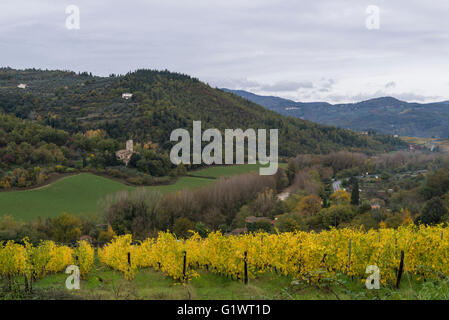 Vigneti della Fattoria Selvapiana nel Chianti Rufina area, Pontassieve Foto Stock