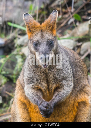 Swamp Wallaby, Wallabia bicolor, nativo wildlive australiano Foto Stock