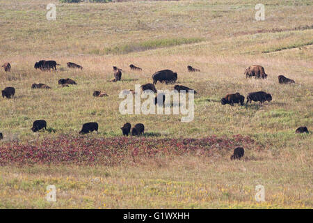 American bison bison bison mandria mista Maxwell Wildlife Refuge Cantone Kansas USA Foto Stock