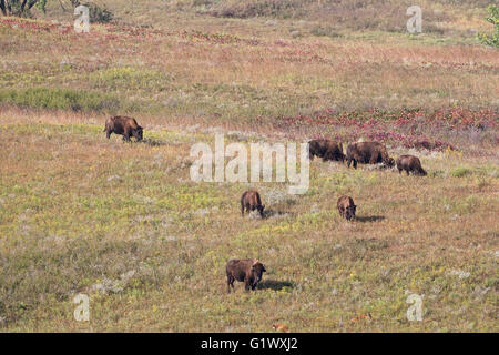 American bison bison bison pascolare sui prati Maxwell Wildlife Refuge Cantone Kansas USA Foto Stock