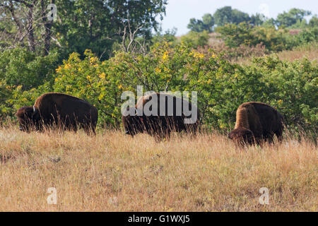 American bison bison bison pascolare sui prati Maxwell Wildlife Refuge Cantone Kansas USA Foto Stock