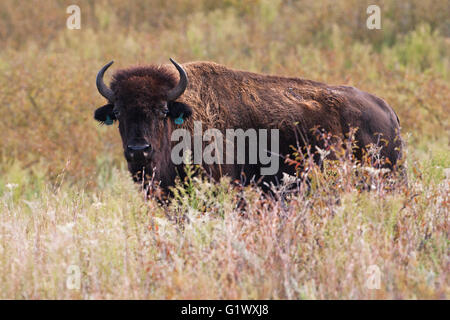 Bison bison bison in pianure erbose Maxwell Wildlife Refuge Cantone Kansas USA Foto Stock