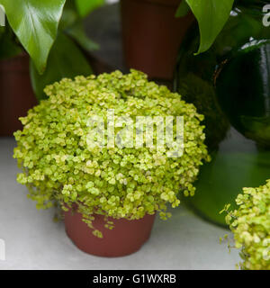 Soleirolia soleirolii (syn. Helxine soleirolii) o del bambino in lacrime piante in vaso. Foto Stock