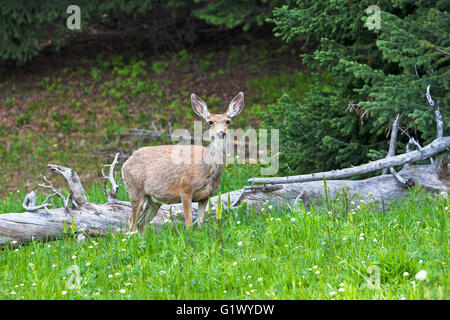 Mule Deer Odocoileus hemionus nel prato vicino Cooke City Montana USA Giugno 2016 Foto Stock