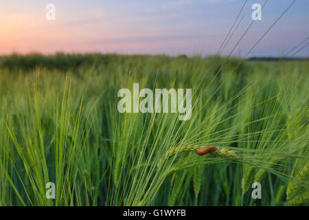 Brown snail in wheat field Foto Stock