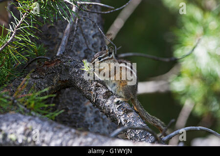 Almeno Scoiattolo striado Tamias minimus con cibo arroccato su lodgepole pine Pinus contorta Rock Creek punto di vista Montana USA Giugno 2015 Foto Stock