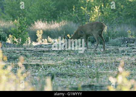 Il capriolo Capreolus capreolus buck al Lago di Edera Hampshire Inghilterra Foto Stock