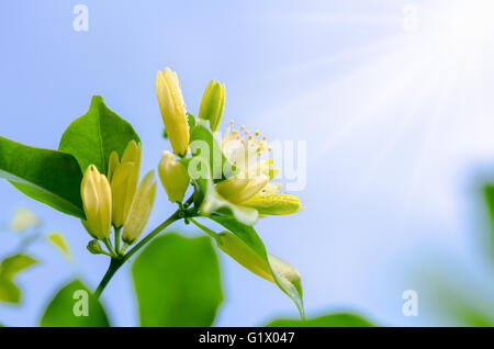 Gocce di acqua sui fiori bianchi e di polline di Murraya paniculata o Jessamine arancione sotto la luce diretta del sole sul cielo blu sullo sfondo Foto Stock