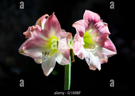 Amaryllis. Candy Floss. Hippeastrum è un genere di circa 90 specie e oltre 600 ibridi e cultivar di erbacee perenni bu Foto Stock