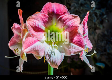 Amaryllis. Candy Floss. Hippeastrum è un genere di circa 90 specie e oltre 600 ibridi e cultivar di erbacee perenni bu Foto Stock