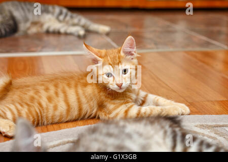 Curili Bobtail cat lo zenzero. Thoroughbred cat. Carino e divertente gattino. Il Pet. Foto Stock