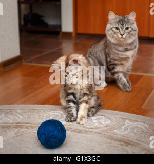 Curili Bobtail cat giocando con una palla di filato. Mama cat guardando lui. Thoroughbred cat. Carino e divertente gattino. Il Pet. Foto Stock