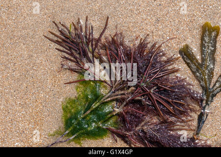 L'alga rossa Furcellaria lumbricalis lavato fino a una spiaggia con alcune altre alghe non identificato Foto Stock