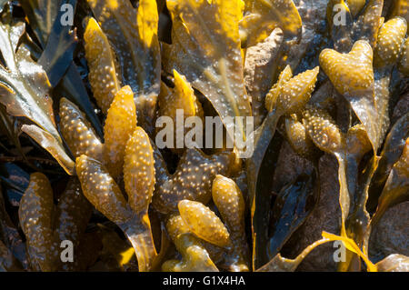 Close up wrack a spirale Foto Stock