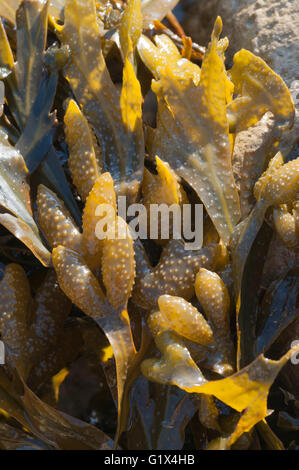 Close up wrack a spirale Foto Stock