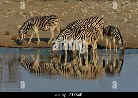 La Burchell zebre (Equus quagga burchelli) bevendo al waterhole Chudop, il Parco Nazionale di Etosha, Namibia Foto Stock